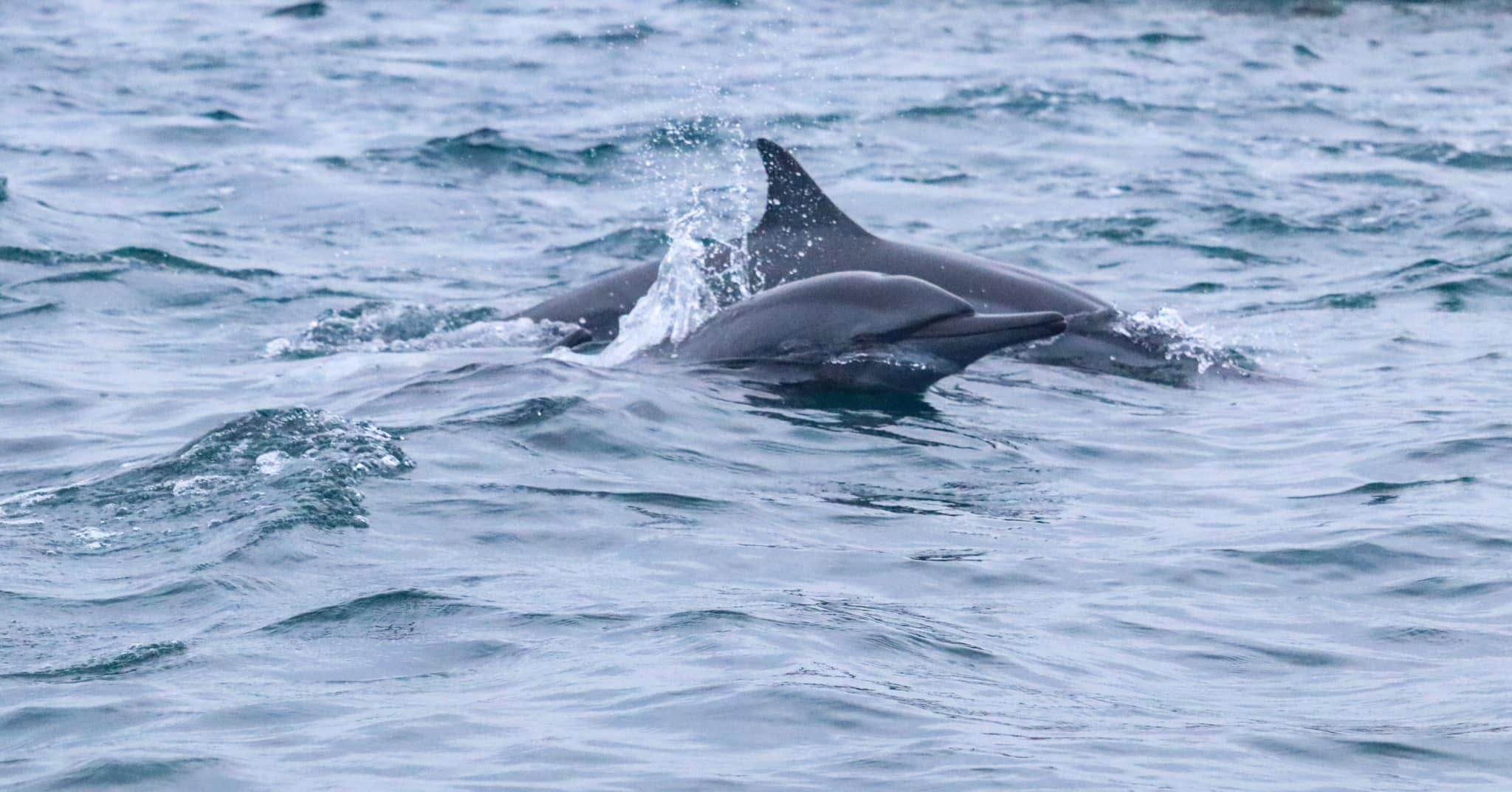 Spinner dolphins surfacing in the sea off Mirissa