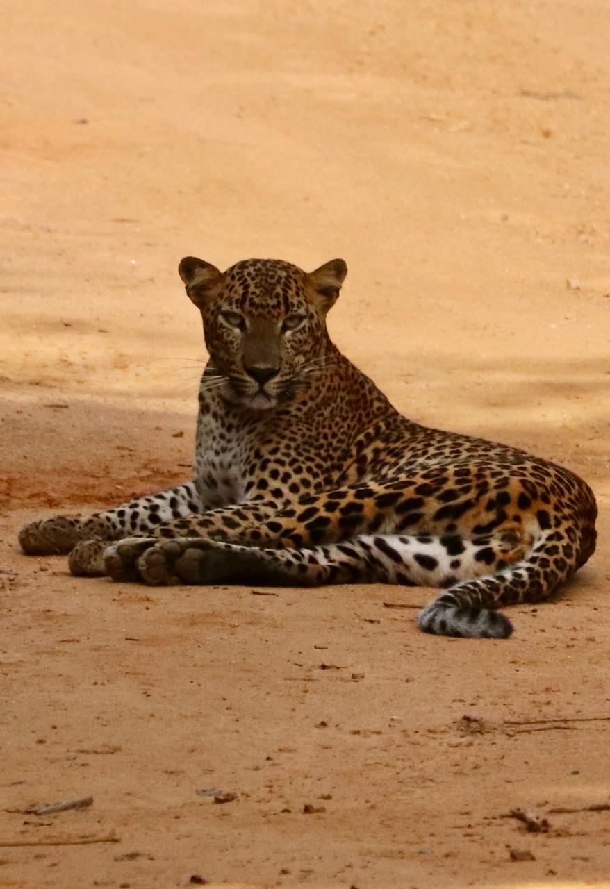 Placeholder for Cinnamon Wild Yala, Kirinda